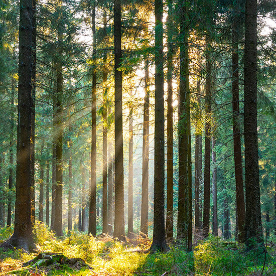 Illustrasjonsfoto: Solen skinner mellom trestammer i en skog.