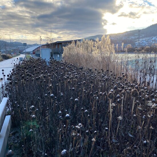 Bjørnstjerne Bjørnsons gate i Drammen