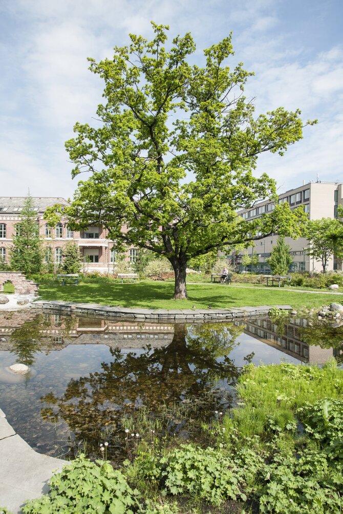 Tree outside St. Olavs Hospital