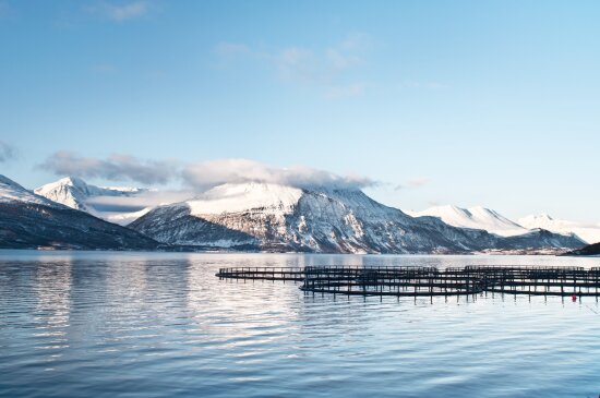Bilde av merder eller mærer med snøkledde fjell i bakgrunnen