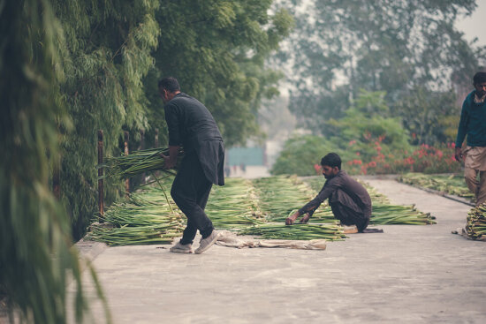 Tre menn jobber ute med å legge grønne vekster på bakken. Foto