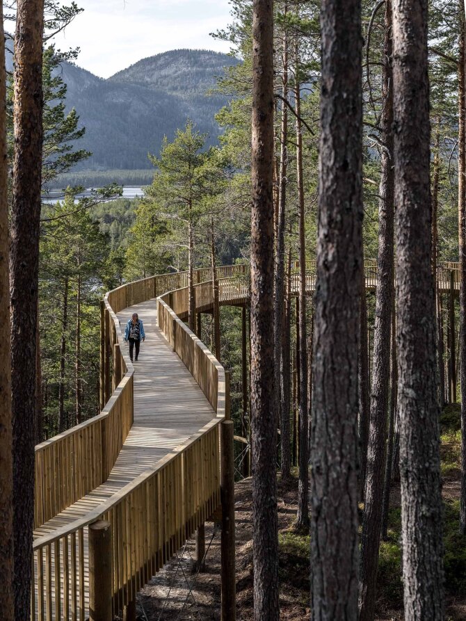 Gangvei oppi tretoppene, med en dame som kommer gående mot kamera. Foto