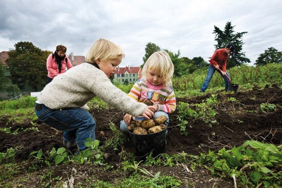 Urbant landbruk. To små barn, en gutt og en jente, i en åker. De har en bøtte full av poteter foran seg og legger flere poteter i bøtta. I bakgrunnen en kvinne og en litt eldre gutt som står og spar i jorda.